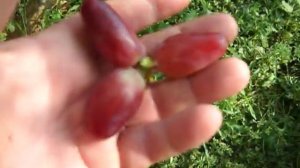 Малиновый звон