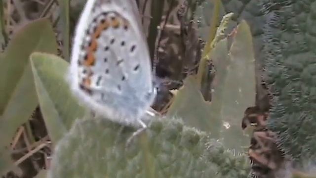 Бабочки Голубянки. смотреть онлайн