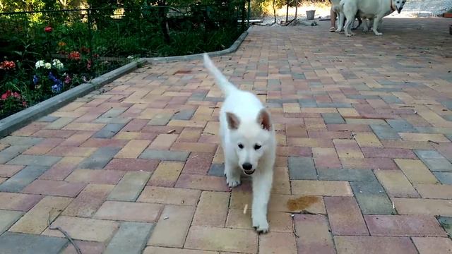 Две девочки на кастиге Белый шарм 2018 смотреть онлайн