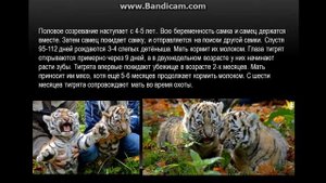 Амурские тигры (презентация)