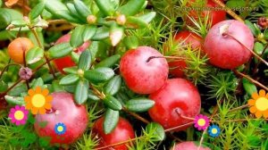 Клюква крупноплодная МакФарлин. Краткий обзор, описание характеристик vaccinium macrocarpon McFarli