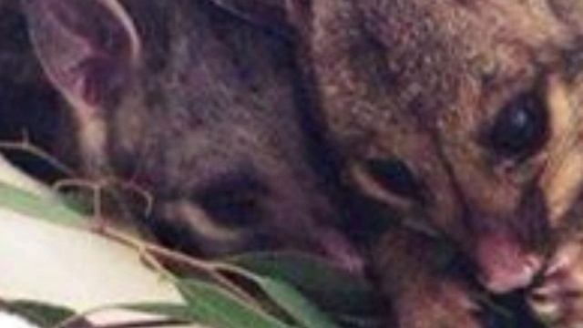 Утка хранила под собой что-то очень важное. Узнав что это люди онемели смотреть онлайн