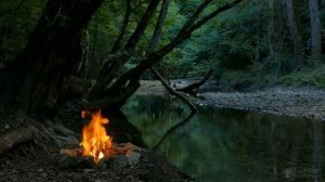 Бузина черная посадка и уход фото