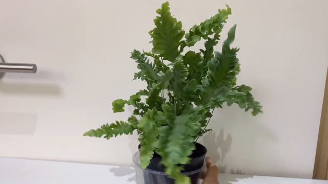 식물 언박싱 | 줄리보타닉 смотреть онлайн