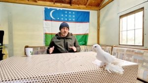 Узбекские Голуби Юры из Германии