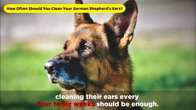 Best Ways to Clean A German Shepherd’s Unique Ears смотреть онлайн