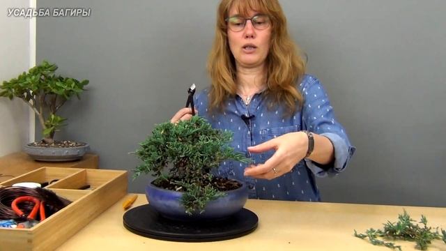 Бонсай из можжевельника (ч.6).