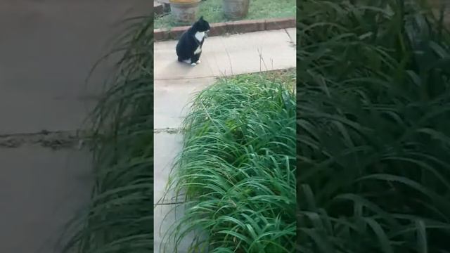 Jungle Cat смотреть онлайн