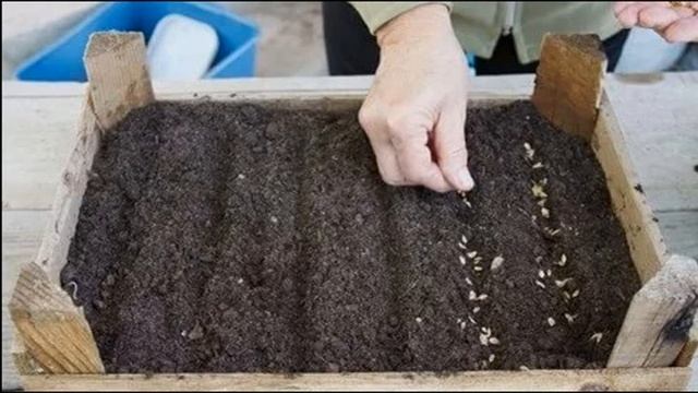 Как вырастить голубую ель дома: правила посадки смотреть онлайн