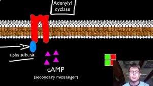 Signal Transduction Pathways