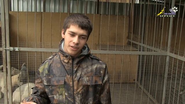 Питомник сибирских хаски