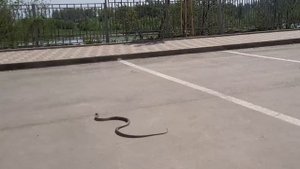В Краснодаре проснулись змеи. Змеи ползают около жилых домов