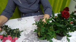 Роза Кордана из магазина. Сохраню до весны и высажу в грунт.