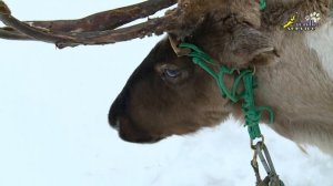 В мире животных,  ферма северных оленей в подмосковном Дзержинском. Часть 1