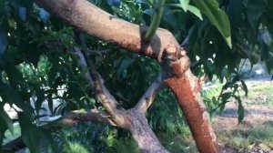 КРОВЯНАЯ ТЛЯ НА ПЛОДОВЫХ ДЕРЕВЬЯХ.