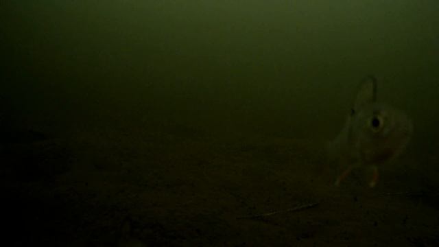 Чусовитино 9.12.2018 смотреть онлайн