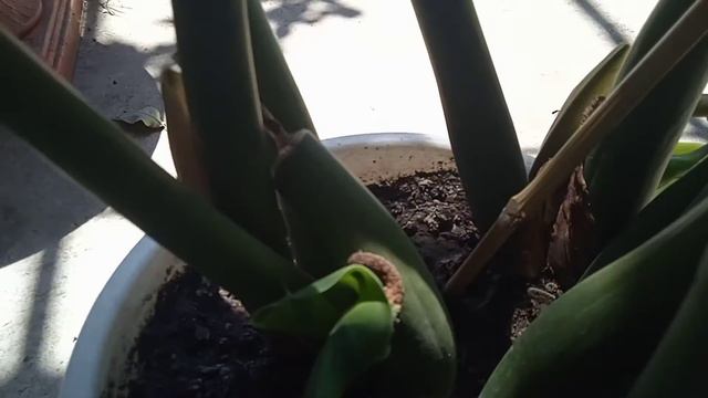 Малиновое дерево и ремонтантная сравнила плоды. Зацвёл декабрист в июле. смотреть онлайн