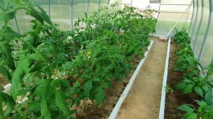 Удобные грядки в теплице: мое пояснение почему именно такие