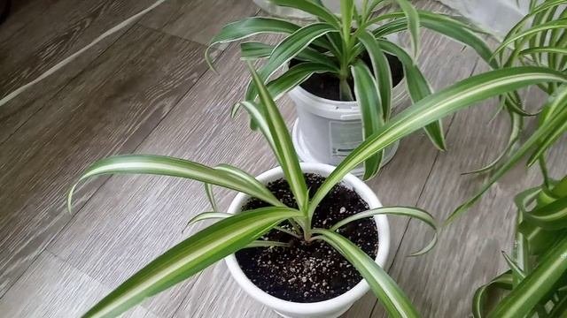 Комнатные Цветы. Хлорофитумы.