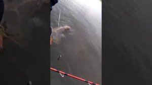 Ловля сома(Клязьма КВОК)