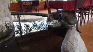 КОТ не ест РЫБУ CAT doesnt eat FISH кошка рыба cats food что едят кошки кошачья еда корм