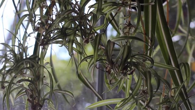 SPIDER PLANT CARE and PROPAGATION chlorophytum comosum houseplants