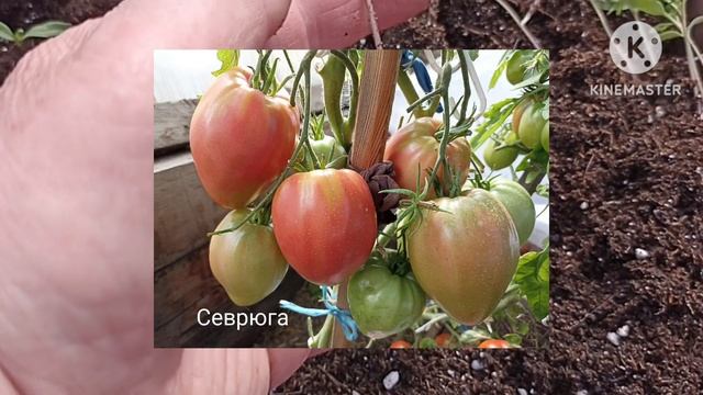 Промежуточная пикировка рассады томатов для открытого и закрытого грунта. смотреть онлайн