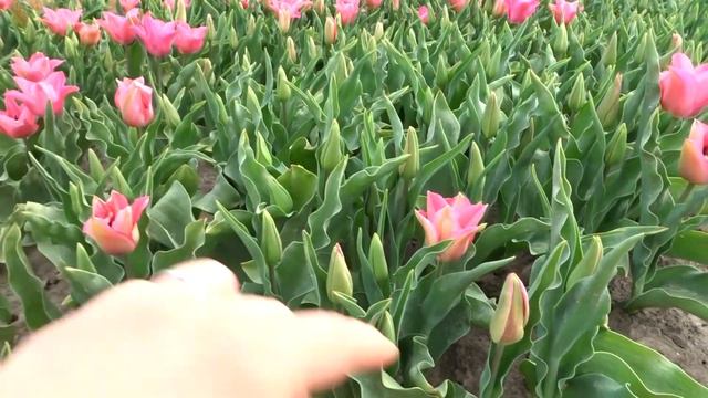 Нидерланды/ТЮЛЬПАНЫ/Голландия/TULPEN