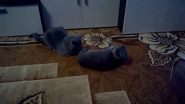 Британская любовь
