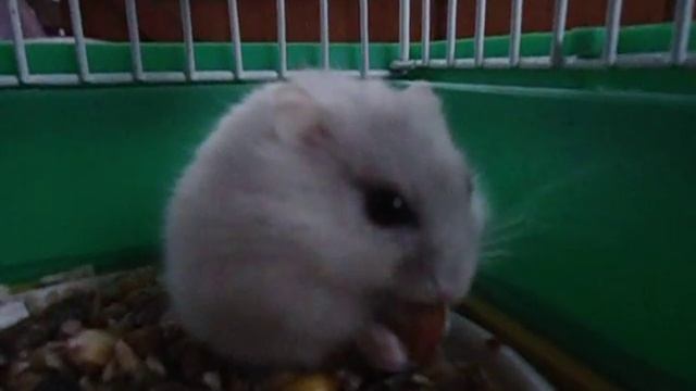 Что кушает хомяк! What eats hamster! Любимое лакомство Пеппы! Орешки! Nuts !!!