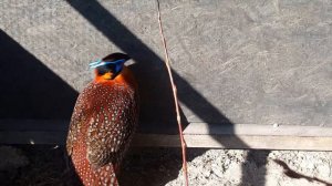 Трагопан Темминка разведение фазанов tragopan