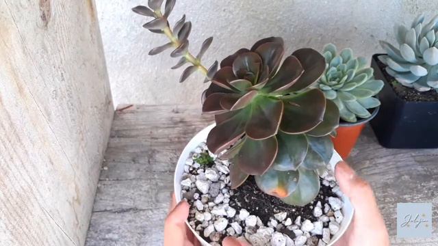 Echeveria Melaco: Cuidados generales y reproducción  Jolujim