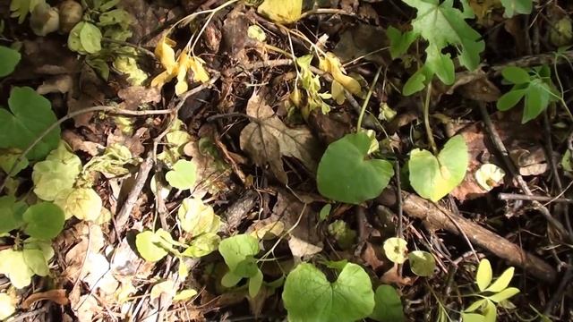 Улитка виноградная. Где искать? точно не в винограде))