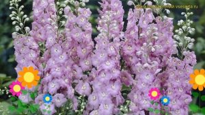 Дельфиниум культурный Пасифик Джайант Джиневер. Обзор delphinium cultorum Pacific Giant Guinevere