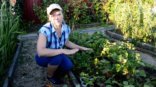 Уход за клубникой после плодоношения ? Подкормка и обрезка в августе, сентябре смотреть онлайн