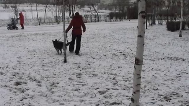 Дрессировка ОКД щенка ВЕО Команда место первая часть
