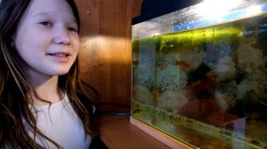 Золотая рыбка и Рыбная слобода.#экотуризм