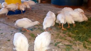 Цесарка белая волжская 17-е сутки