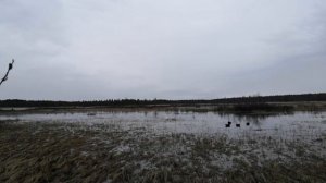 ВЕСЕННЯЯ ОХОТА НА УТКУ С ЧУЧЕЛАМИ