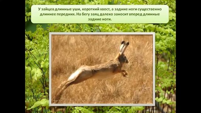 презентация на тему дикие животные для детского сада смотреть онлайн