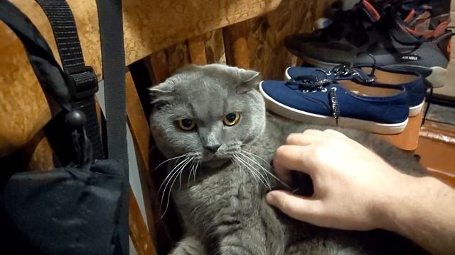 Самый злой кот в мире смотреть онлайн