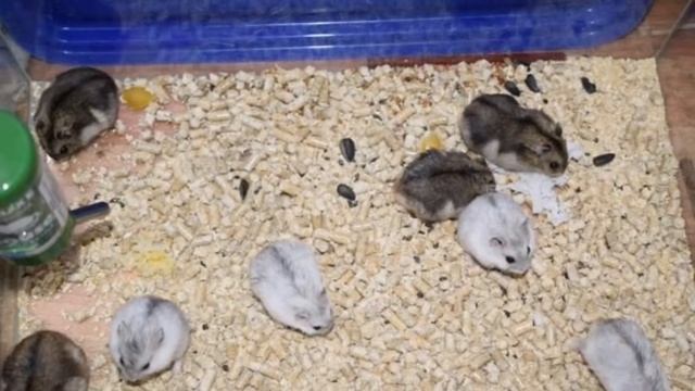 У меня появился джунгарик? /// Рассказываю как приручить хомяка к рукам ?