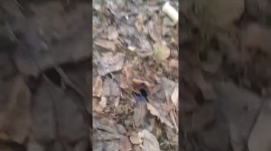 Как найти телефон в   лесу