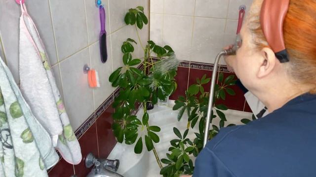 ШЕФЛЕРА
