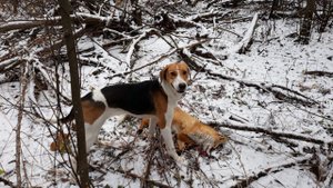 Поговорим о гончих? #2