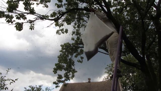 рой с 12 улья ушел и пришел, 05.06.18. смотреть онлайн