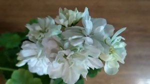 Супер обильное цветение - Saga не подведет ! 10 достоинств ! Лучшие сортовые пеларгонии .№200