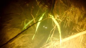 Подводная охота ночью в мутной воде.