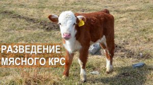Разведение мясного КРС грефордской породы в КФХ Тюрикова