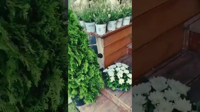 Белая лаванда. Использование в контейнерном озеленении. Прованс. Как оформить крыльцо дома, веранду смотреть онлайн